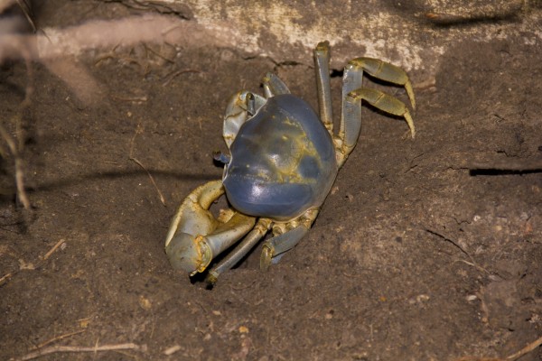 Crab Dance