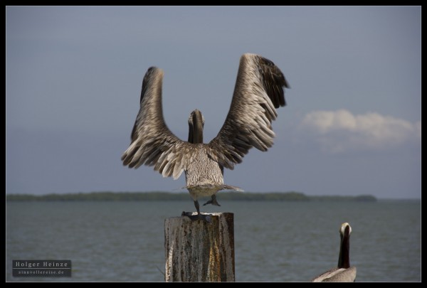 Wings - Fluegel Wings - Fluegel